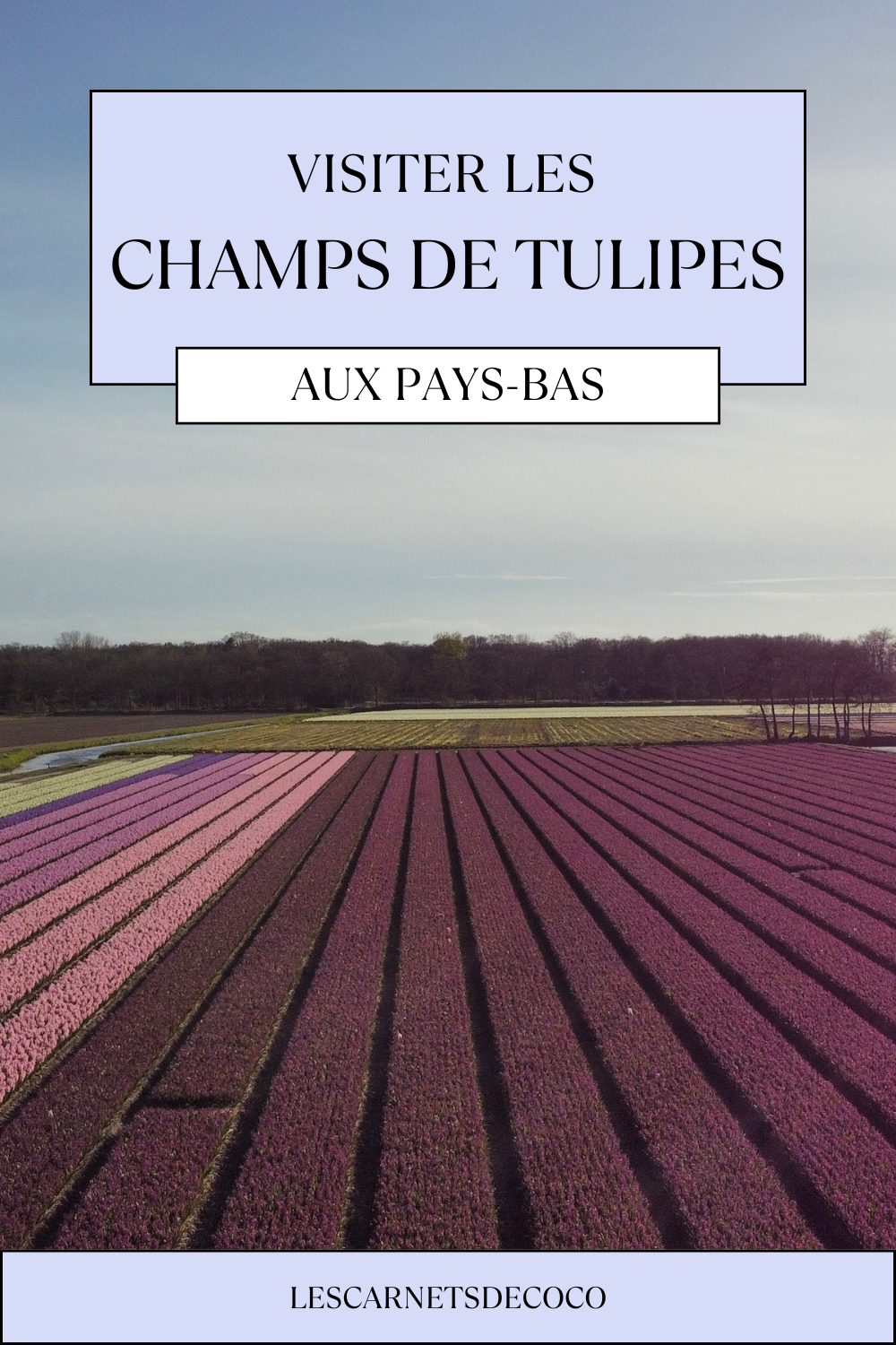 Visiter les champs de tulipes aux Pays-Bas